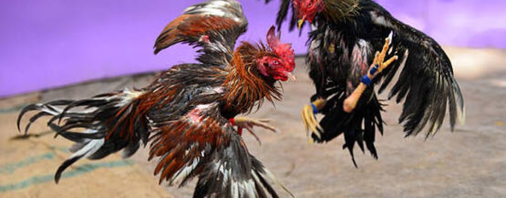 two roosters are fighting.
